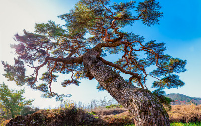 대구 소나무