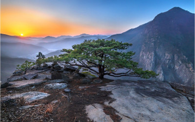 대둔산 종이품송 !!!