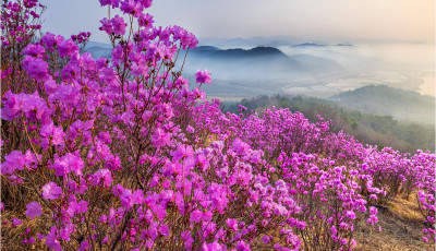 진달래 동산 !!!