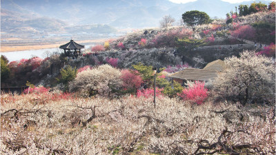 광양 청매실농원 !!!