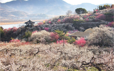 광양 청매실농원 !!!