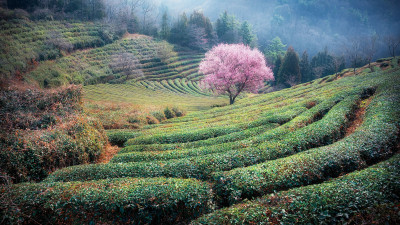 살구꽃핀 녹차밭