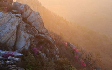 주작산 덕룡산 진달래의 봄
