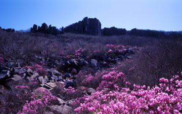 무등산 봄 - 진달래 - 무등산