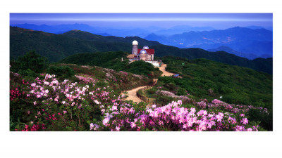 소백산 철쭉(소백산)