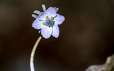 수리산 바람꽃