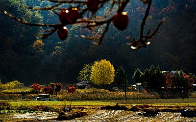 만추