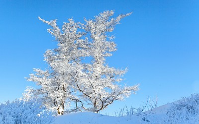 상고대