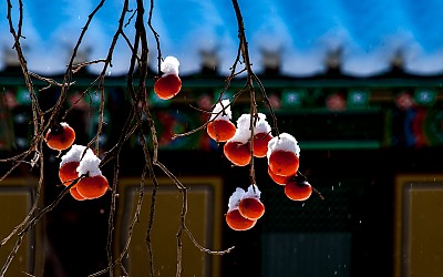홍시