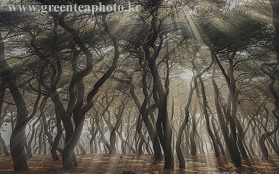 松  林