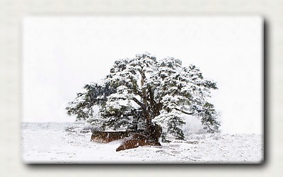 雪 松