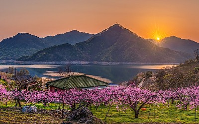 호반의 복사꽃