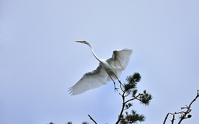 비상