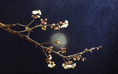지리산에서 보내는 봄소식 2018년 3월촬영