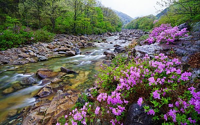 달궁계곡