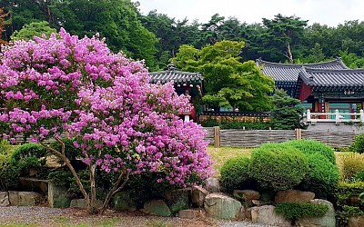 만개