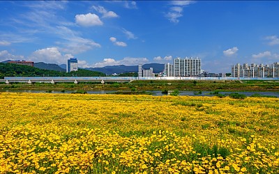 금계국