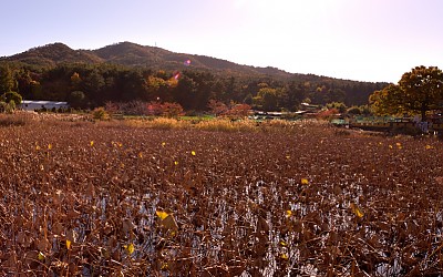 연밭