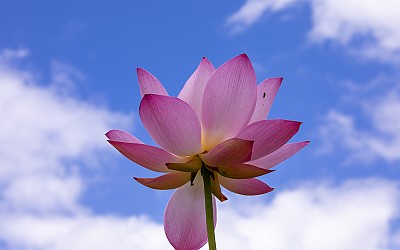 빛