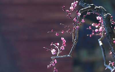 통도사 매화4