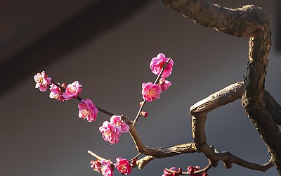 통도사 매화3
