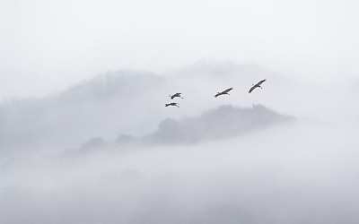 비상