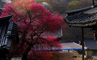 화엄사