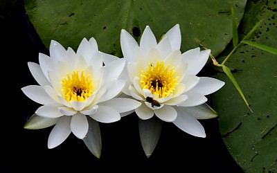 수련
