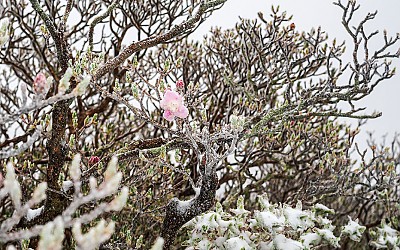 설중척촉(雪中躑躅) !