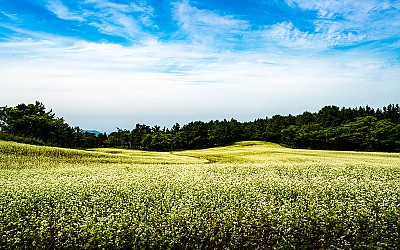 메밀꽃 피는 한라산 기슭 !