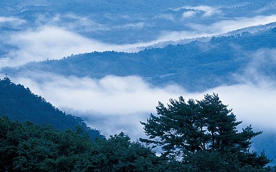 안반데기 소나무와 운해