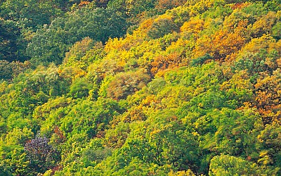 바람에 흔들리는 단풍 숲