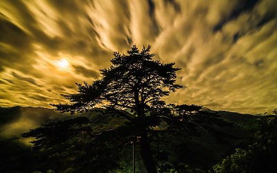 지리산 와운마을 천년송