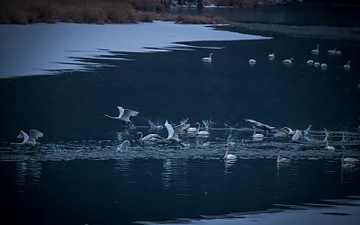경안천 고니의 쉽터