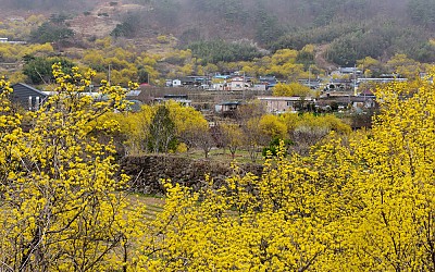 산동 산수유