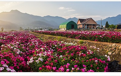 작약 꽃밭