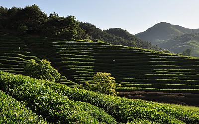 녹차밭.