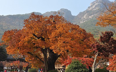 내소사.