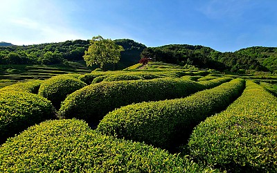 신록.