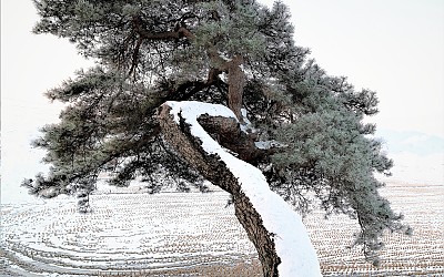 우리동네 소나무