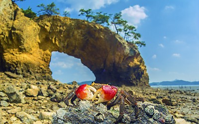 해안가 절경을 지키는 파수꾼