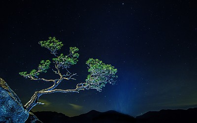 밤하늘과 소나무  -  문경 황장산에서....