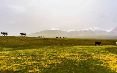 키르키스스탄 송쿨호수