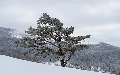 대관령 삼양목장에서.