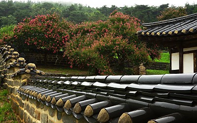 雨中의 백일홍!