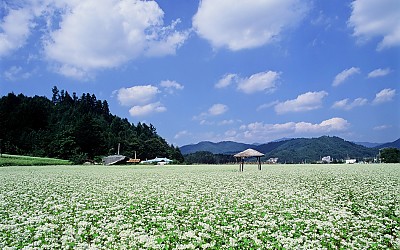 메밀꽃