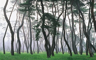 안개낀 삼능