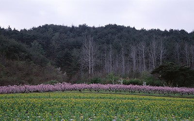 봄