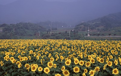 해바라기