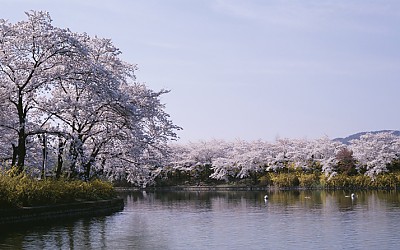  벗꽃